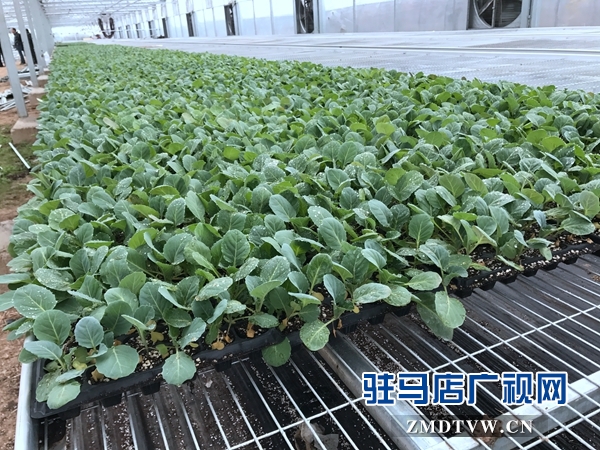 駐馬店市蔬菜種苗新技術培訓觀摩及蔬菜產(chǎn)業(yè)發(fā)展研討會召開