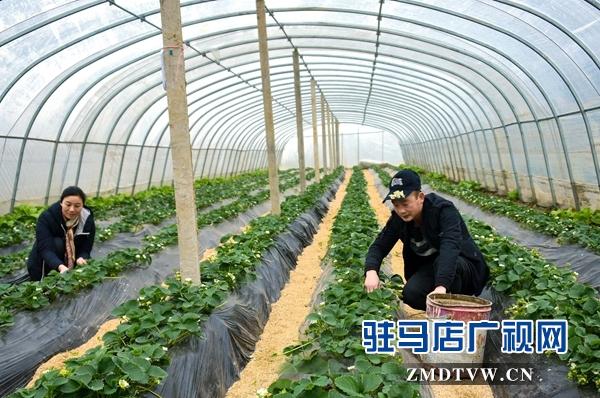 正陽(yáng)縣永興鎮(zhèn)：草莓花開致富路