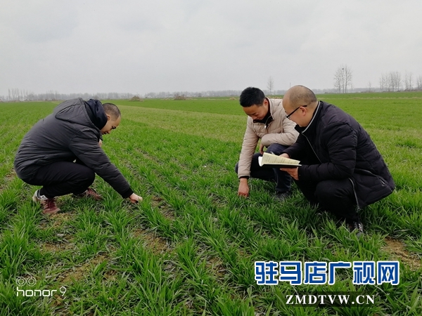  正陽：開展大田調(diào)查 指導農(nóng)民做好春管