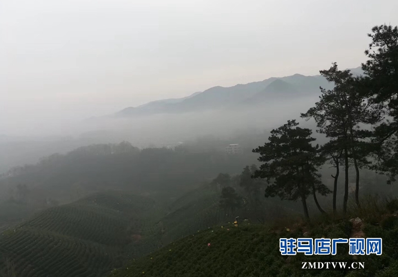 整個(gè)茶山林木蒼郁、云霧籠罩