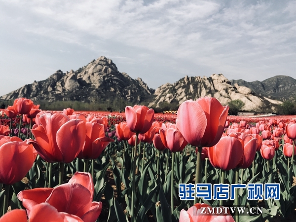 FM102.4陽光調(diào)頻車友會   春風十里悅動嵖岈