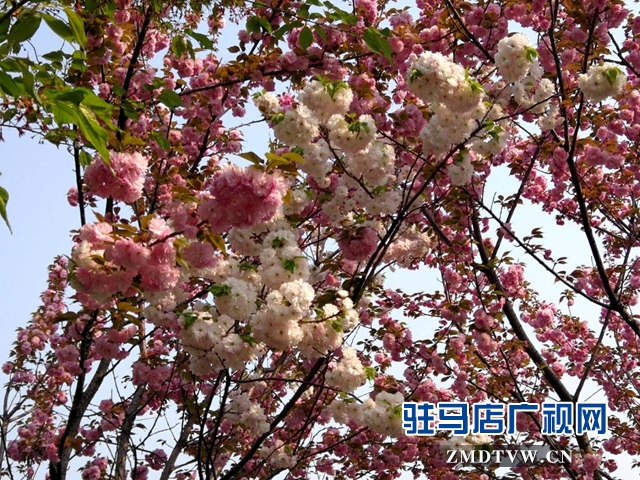 奇了！駐馬店開源大道東段一株櫻花樹開出三色花