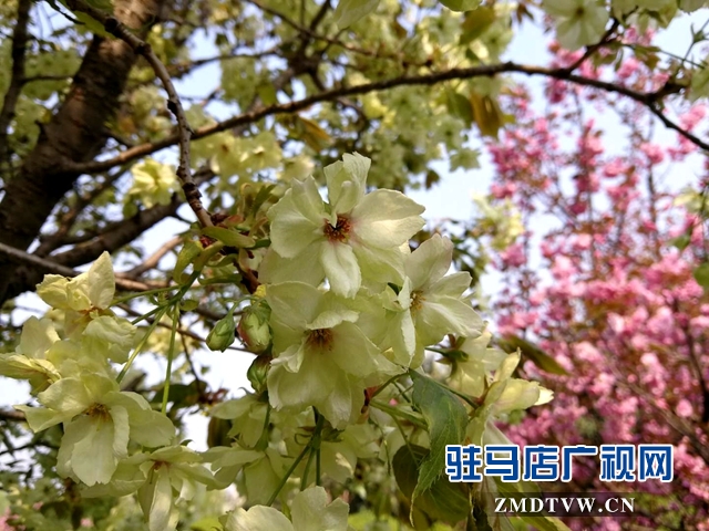 奇了！駐馬店開源大道東段一株櫻花樹開出三色花