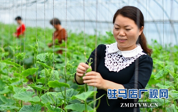 正陽(yáng)縣永興鎮(zhèn)：產(chǎn)業(yè)扶貧助農(nóng)增收