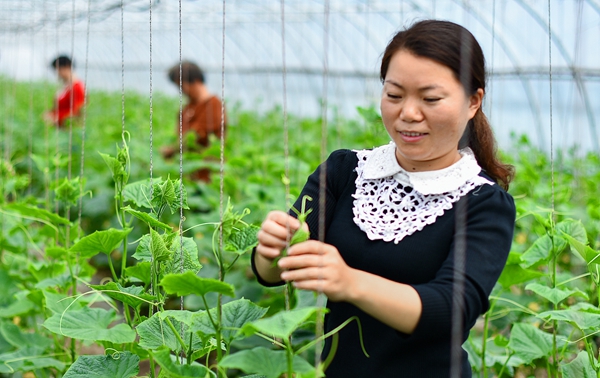 正陽縣永興鎮(zhèn)：產(chǎn)業(yè)扶貧助農(nóng)增收