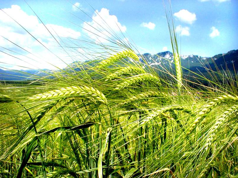 駐馬店：打好“藏糧于技”組合拳 助力國家糧食生產核心區(qū)建設