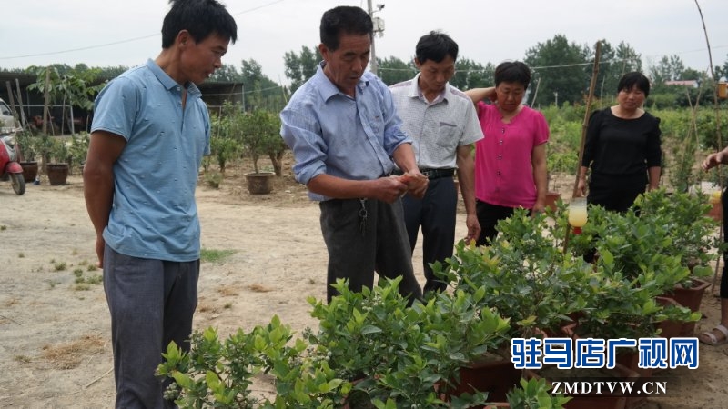  上蔡、汝南農(nóng)民找駐馬店市農(nóng)民高級技師魏世秀“拜師學(xué)藝”學(xué)盆景果樹栽培新技術(shù)