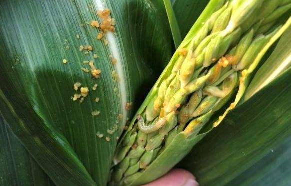 農(nóng)業(yè)專家提醒 預(yù)防玉米早期病蟲(chóng)害