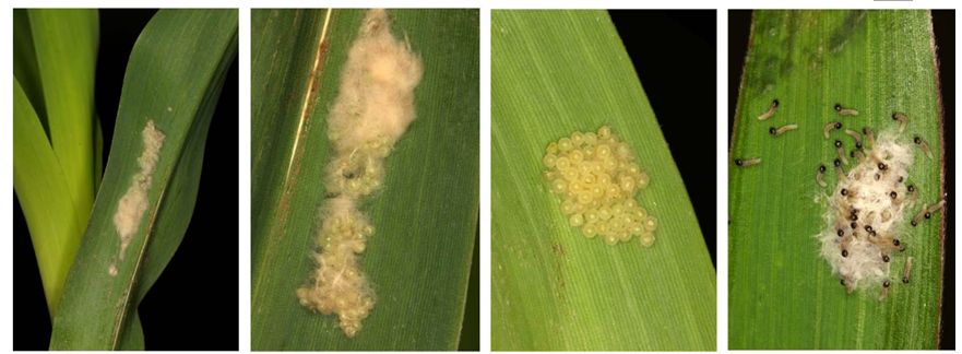 農(nóng)業(yè)專家提醒 預(yù)防玉米早期病蟲(chóng)害