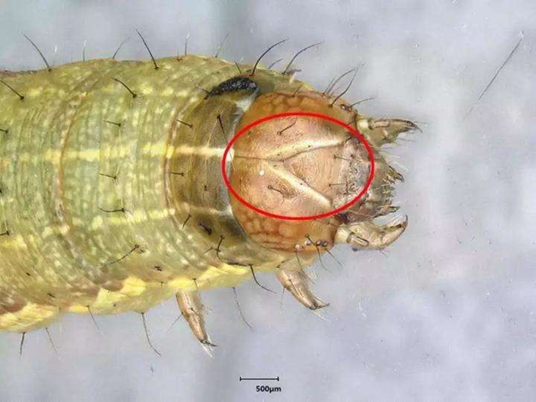 農(nóng)業(yè)專家提醒 預(yù)防玉米早期病蟲(chóng)害