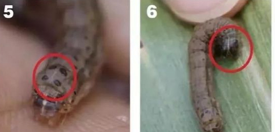 農(nóng)業(yè)專家提醒 預(yù)防玉米早期病蟲(chóng)害