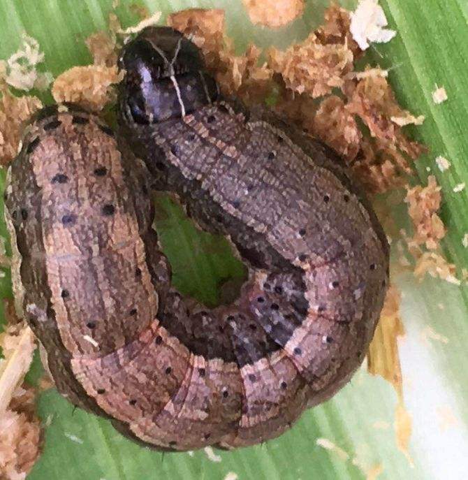 農(nóng)業(yè)專家提醒 預(yù)防玉米早期病蟲(chóng)害