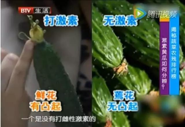 黃瓜賣相好，全靠避孕藥？頂花帶刺的黃瓜到底能不能吃？