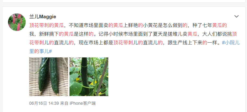 黃瓜賣相好，全靠避孕藥？頂花帶刺的黃瓜到底能不能吃？