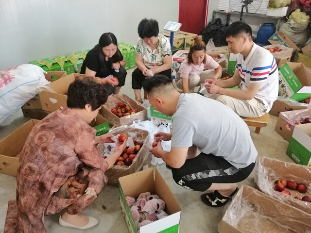 小油桃改變了貧困戶(hù)生活