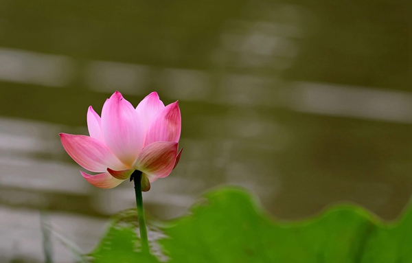 泌陽(yáng)舉辦首屆荷花節(jié)
