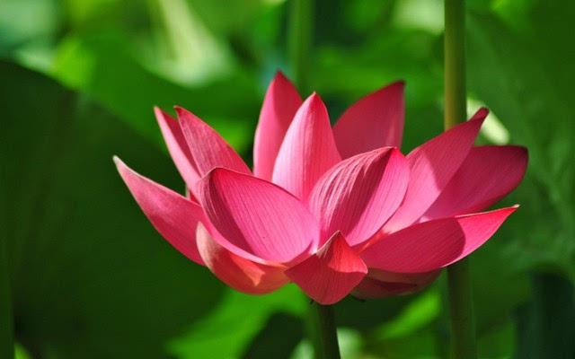 泌陽(yáng)舉辦首屆荷花節(jié)