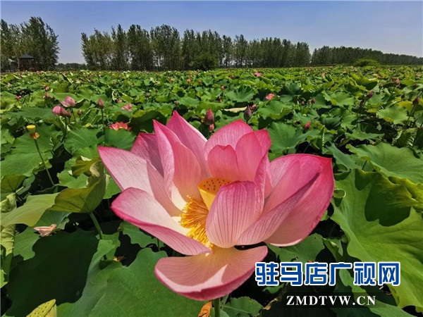平輿縣藍(lán)天芝麻小鎮(zhèn)天天水上樂園華美綻放，千畝荷塘荷花也妖艷開放
