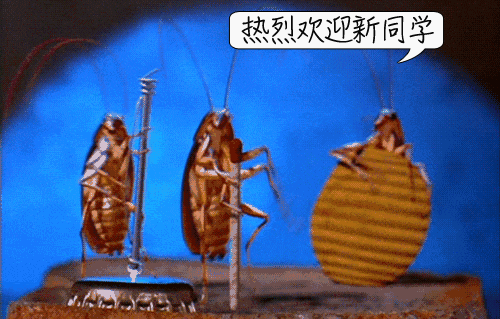 螂有N種死法，真正靠譜的是這2種 