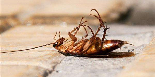 螂有N種死法，真正靠譜的是這2種 