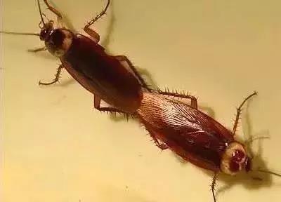 螂有N種死法，真正靠譜的是這2種 