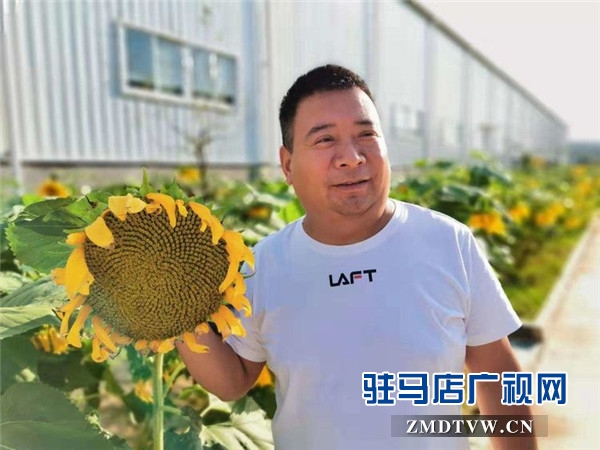 萬(wàn)畝葵田競(jìng)相綻放成浪漫和唯美 ，七天夢(mèng)想免費(fèi)之旅您準(zhǔn)備好了么？