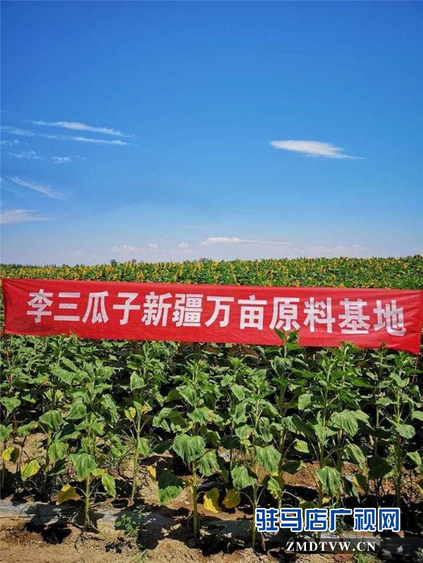 萬(wàn)畝葵田競(jìng)相綻放成浪漫和唯美 ，七天夢(mèng)想免費(fèi)之旅您準(zhǔn)備好了么？