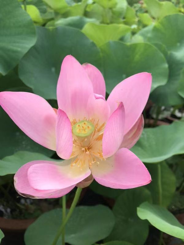 汝南縣“沉睡千年”的古蓮開(kāi)了花