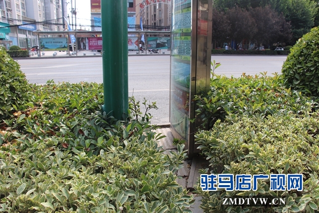 樂山大道慎陽(yáng)路口公交站牌設(shè)置不合理    市民出行存隱患