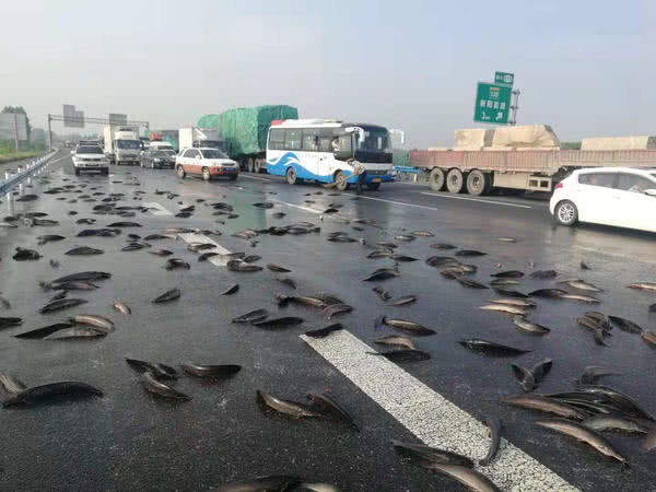 京港澳高速駐馬店段的路面上撒滿了魚，咋回事？