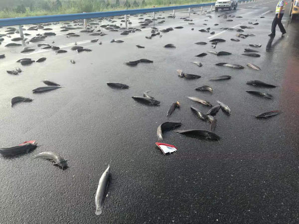 京港澳高速駐馬店段的路面上撒滿了魚，咋回事？