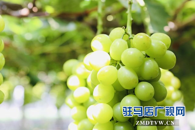 葡萄熟了！駐馬店杰美葡萄莊園盛大開園