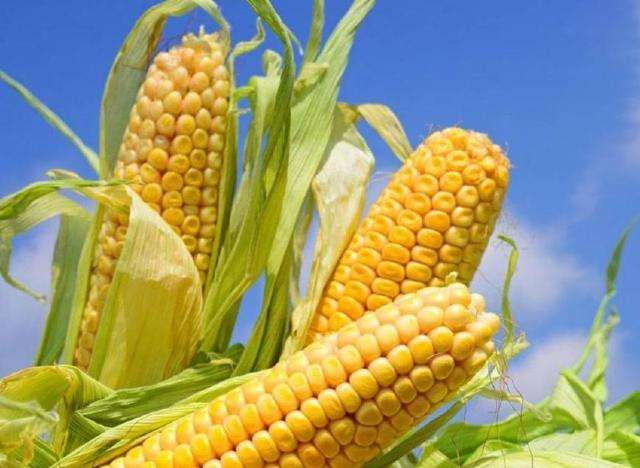專(zhuān)家提醒 立秋后玉米田間管理要跟上