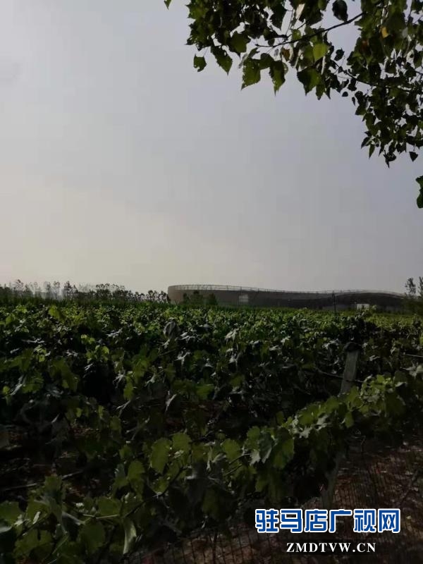 來(lái)吧！看“白芝麻”坐標(biāo) 摘富太葡萄 