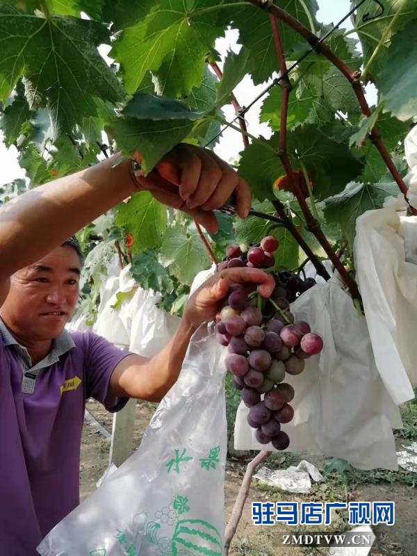 來(lái)吧！看“白芝麻”坐標(biāo) 摘富太葡萄 