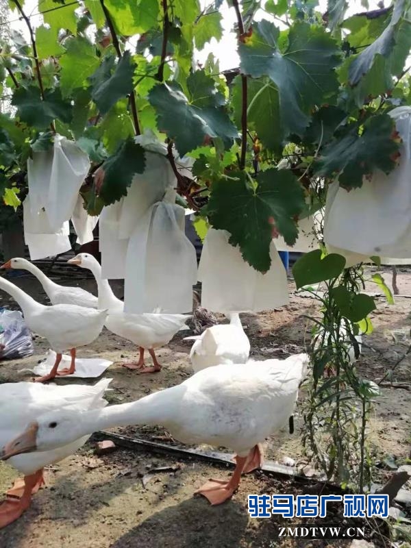 來(lái)吧！看“白芝麻”坐標(biāo) 摘富太葡萄 