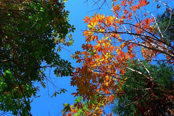 本周秋高氣爽溫差大 ?注意早晚添加衣