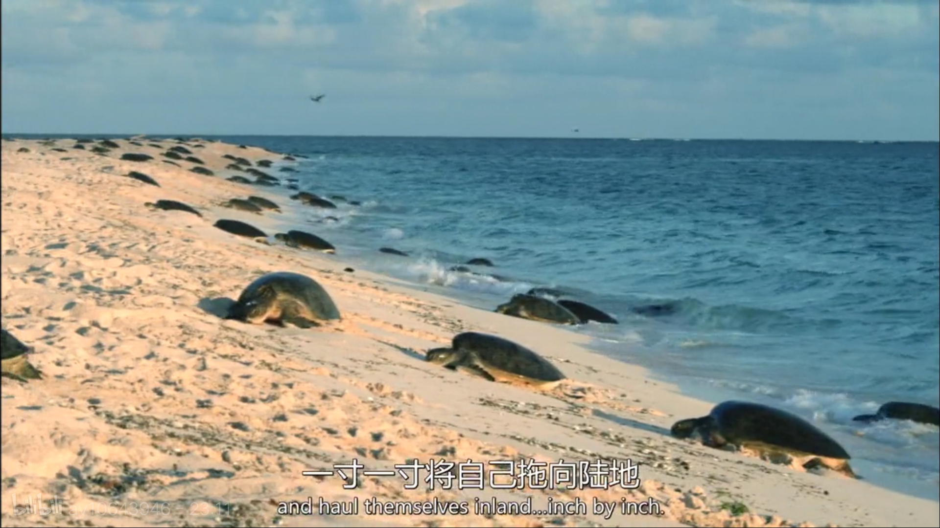 大堡礁5至25年內(nèi)將消失！未來(lái)，我們可能再也見(jiàn)不到了 | 正在消失的世界記憶 