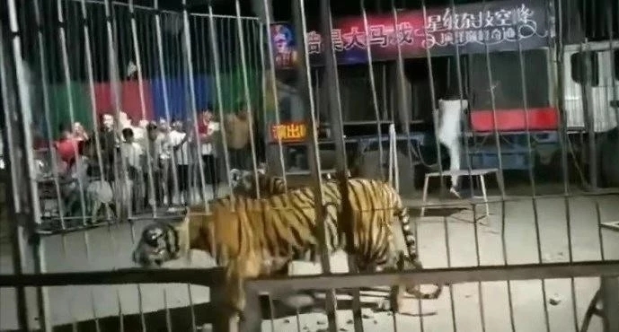 幼虎出逃死了，從業(yè)者慌了：保護(hù)與表演矛盾愈發(fā)突出，何去何從？ 
