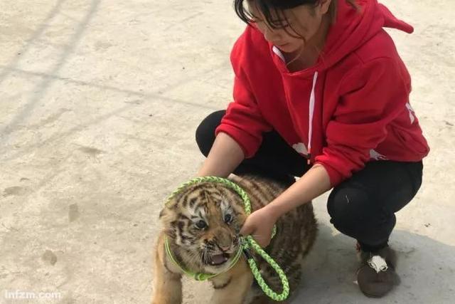 幼虎出逃死了，從業(yè)者慌了：保護(hù)與表演矛盾愈發(fā)突出，何去何從？ 