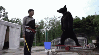 幼虎出逃死了，從業(yè)者慌了：保護(hù)與表演矛盾愈發(fā)突出，何去何從？ 