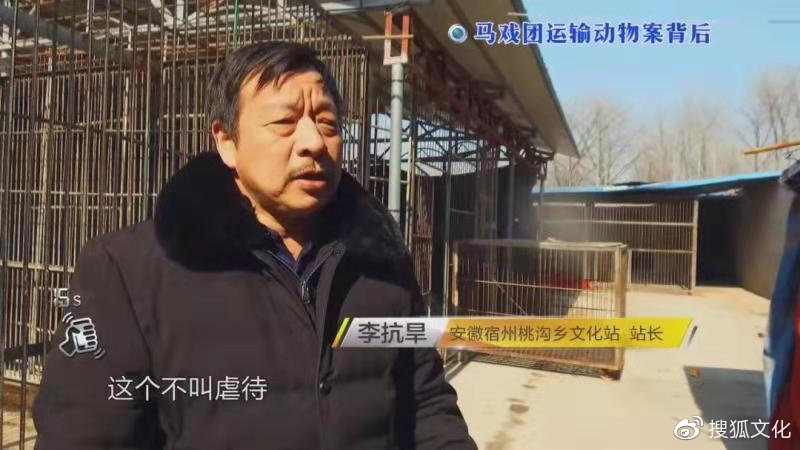 幼虎出逃死了，從業(yè)者慌了：保護(hù)與表演矛盾愈發(fā)突出，何去何從？ 