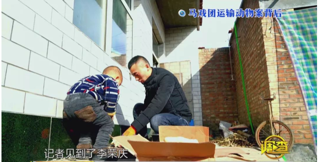 幼虎出逃死了，從業(yè)者慌了：保護(hù)與表演矛盾愈發(fā)突出，何去何從？ 