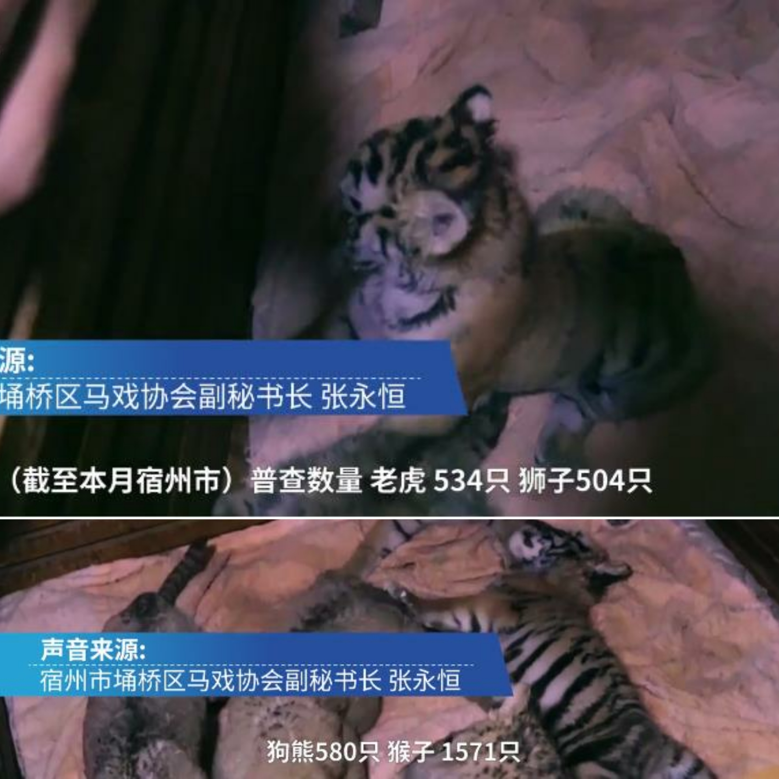 幼虎出逃死了，從業(yè)者慌了：保護(hù)與表演矛盾愈發(fā)突出，何去何從？ 