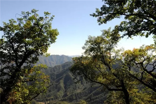 降溫后去哪里玩兒？嵩縣這幾個地方將驚艷全國