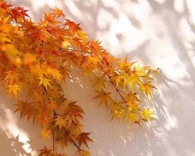 詩(shī)詞丨木葉落，秋分至，正是一年最美時(shí) 