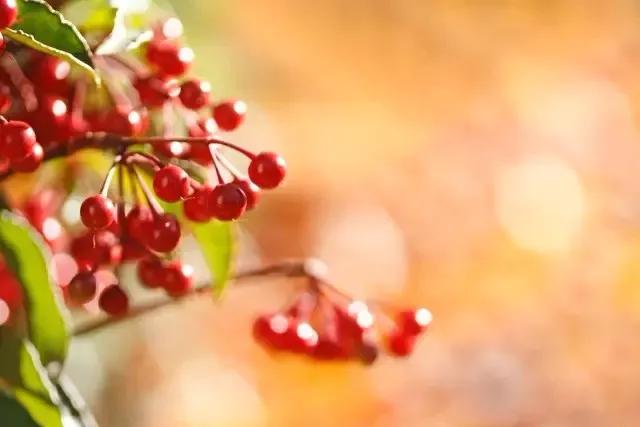 詩(shī)詞丨木葉落，秋分至，正是一年最美時(shí) 