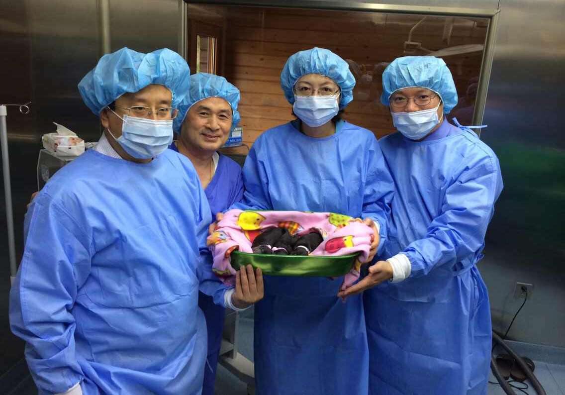 中國首只克隆貓回家了，你會(huì)花 38 萬跟去世的寵物再續(xù)前緣嗎？