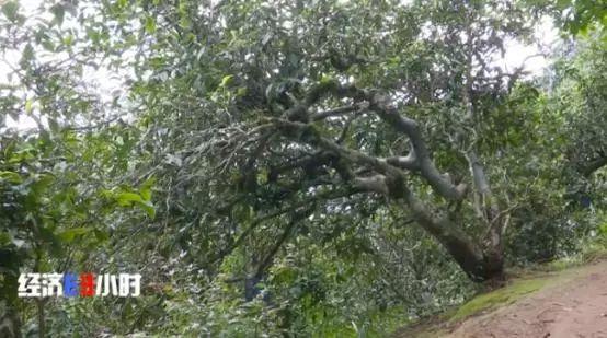 揭“古樹茶”亂象：普通茶披個(gè)包裝，價(jià)格能翻幾倍！