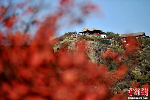秋季最后一個(gè)節(jié)氣霜降來臨 冷知識(shí)：為何要吃柿子？
